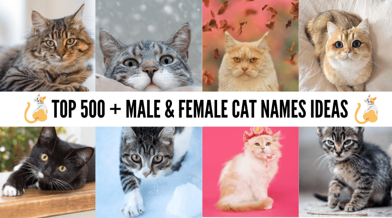 Cute Male and female Cat Names