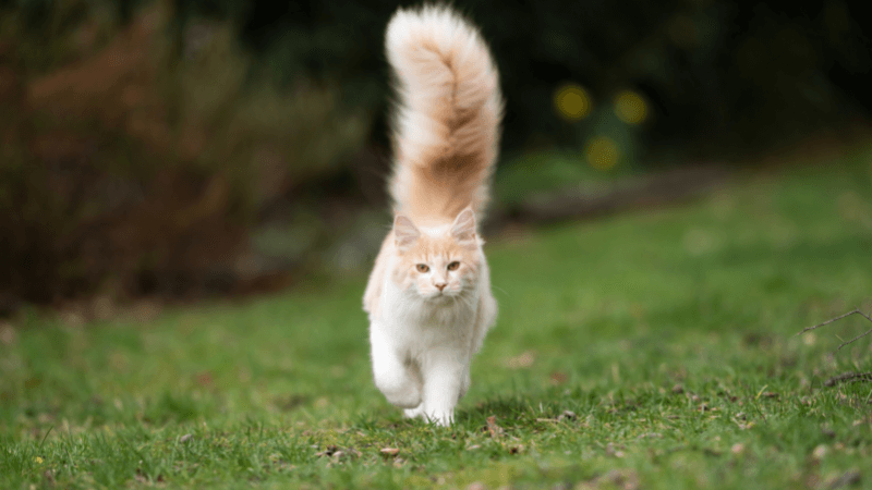 cat tail language upright held position