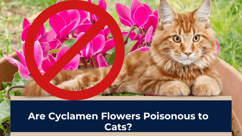 Are Cyclamen Flowers Poisonous to Cats