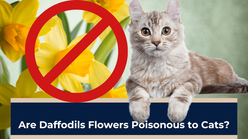 Are Daffodils Flowers Poisonous to Cats
