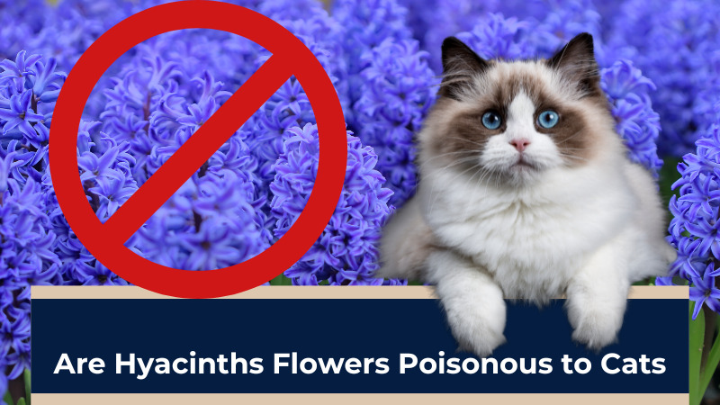 Are Hyacinths Flowers Poisonous to Cats