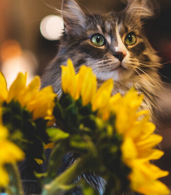 Are Sunflowers Toxic To Cats