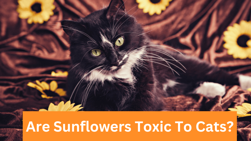 Are Sunflowers Toxic To Cats