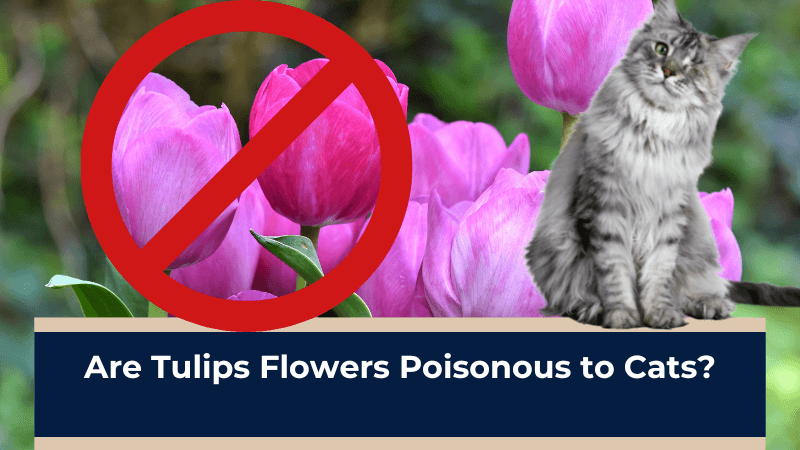 Are Tulips Flowers Poisonous to Cats
