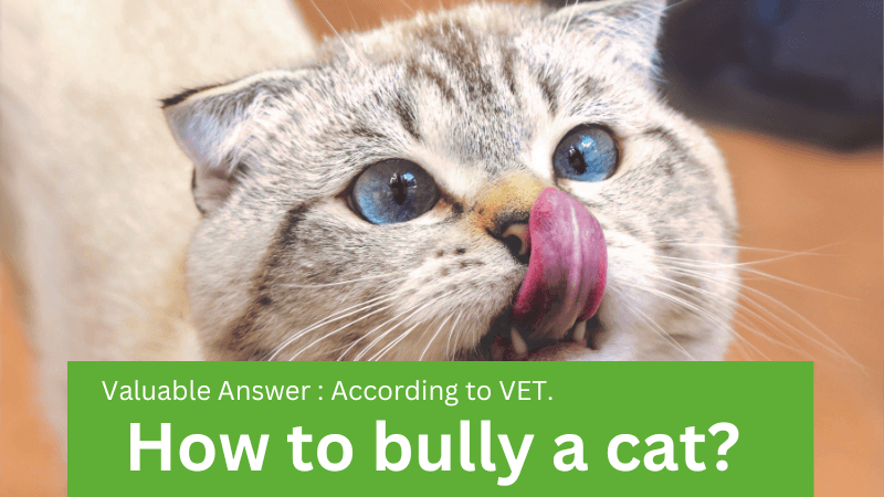 How to bully a cat