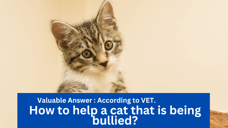How to help a cat that is being bullied