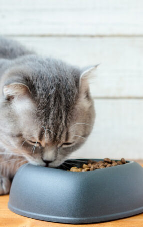Soft Dry Cat Food For Cats With Bad Teeth