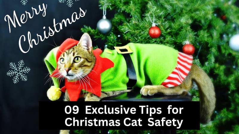 Tips for Christmas Cat Safety