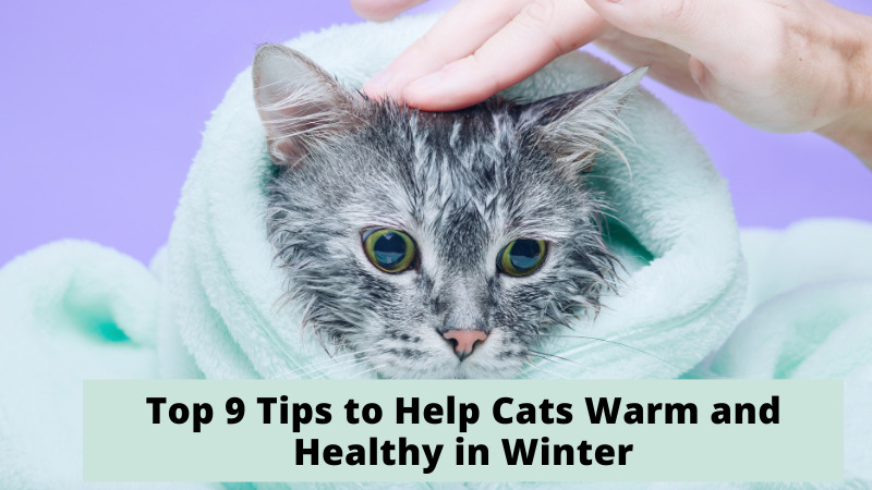 Cats Warm and Healthy in Winter