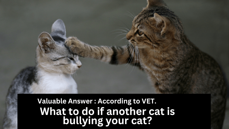 What to do if another cat is bullying your cat