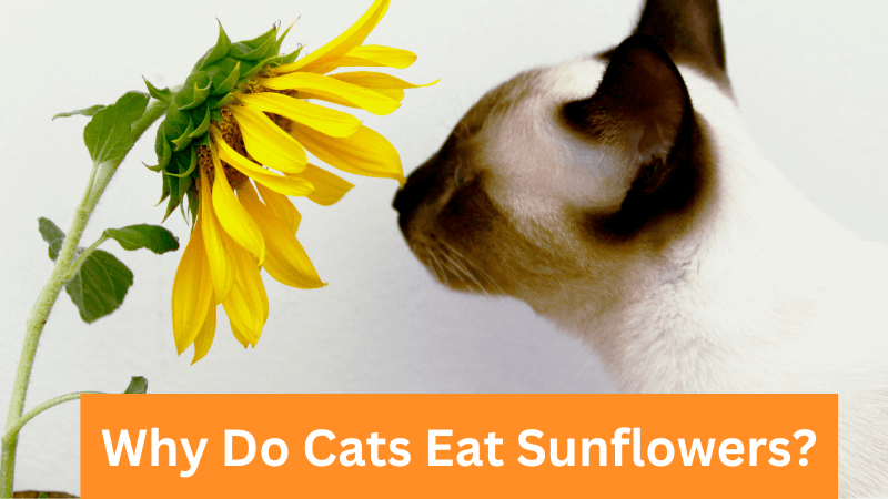 Why Do Cats Eat Sunflowers