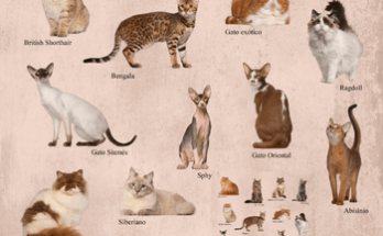 All Cat Breeds Profile