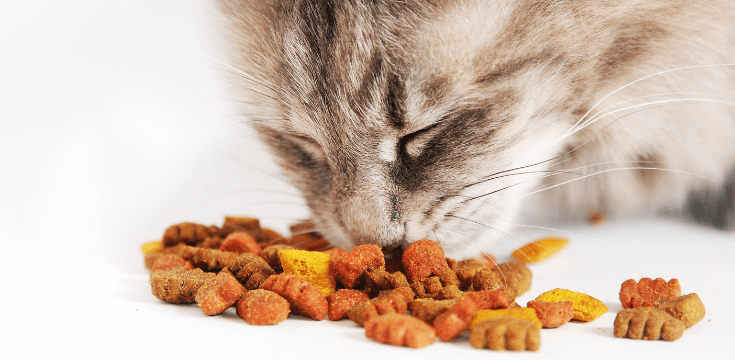Homemade Soft Dry Cat Food for Senior Cats with Bad Teeth