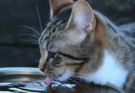 How Long Can Cats Go Without Water? The Surprising Truth Revealed